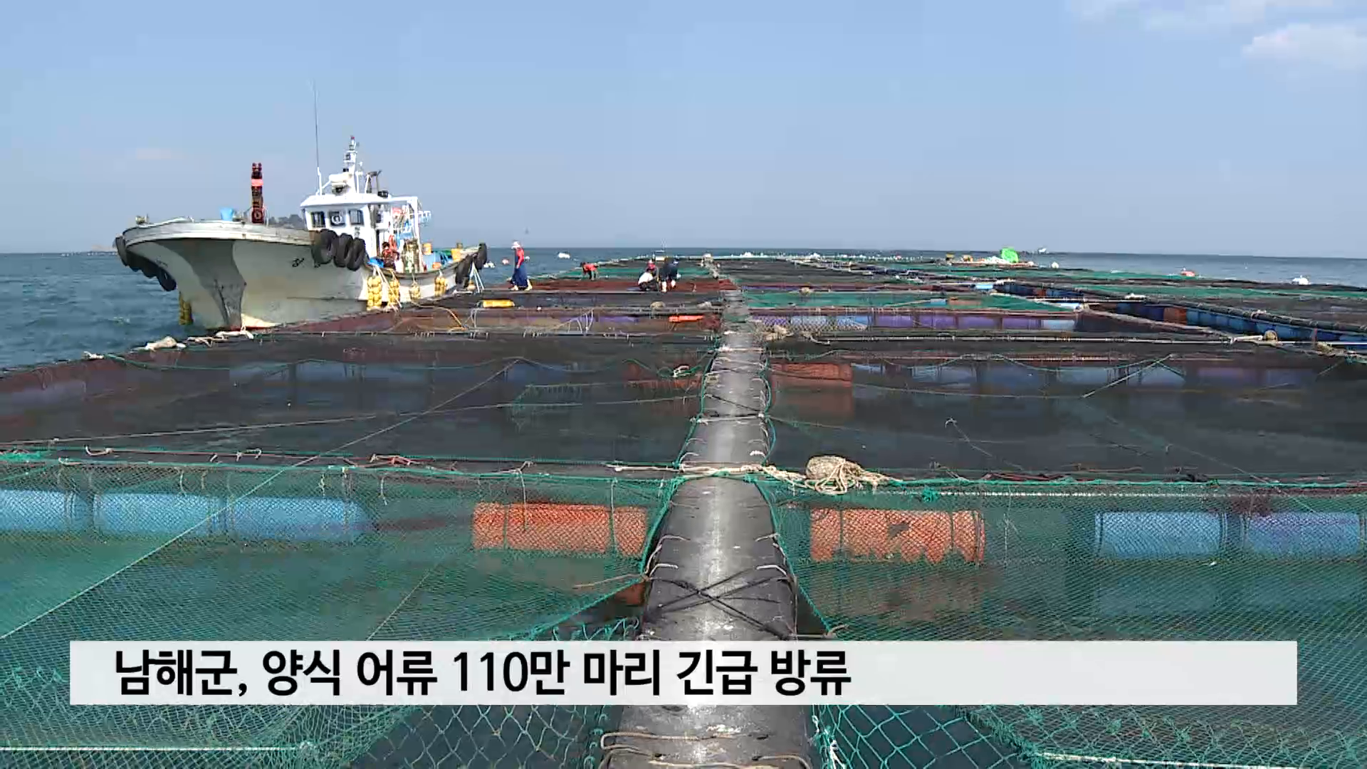 남해군, 양식 어류 110만 마리 긴급 방류 사진